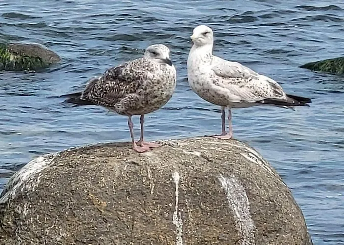 Penthouse Sea View Lauterbach (Rugen)